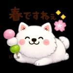 かわいいサモエド・元気いっぱいの春