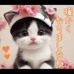 可愛いハチワレ猫 春の思いやり 敬語