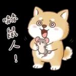 柴犬可愛諧音梗