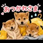 飛び出す♡雨の日わんこ