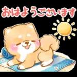 大人の夏❤️いやしばいぬ❤️柴犬