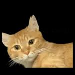 チャイさんの日常