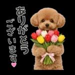 春♡とってもかわいいトイプードル