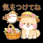 シマエナガといやしばいぬ❤️春/柴犬敬語