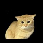 チャイさんの日常