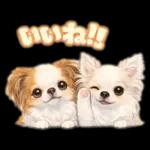 ブラン&プティ第2弾♡