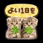 かわいい猫の写真 ぷくぷく