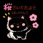 かわいいサモエド・元気いっぱいの春
