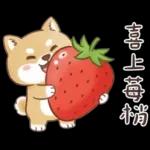 柴犬可愛諧音梗