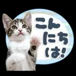 ねこちぃず♡梅雨〜初夏ver