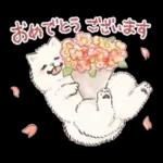 Samoyed-san in Spring