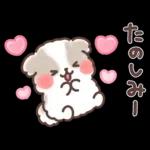 ふわふわシーズー 3歳児