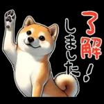柴犬ワンダフル！！！！！