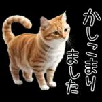 リアルな猫の敬語