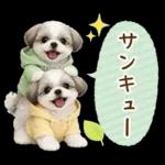 気持ち伝わる癒やしシーズー