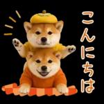 大人かわいい秋の癒し柴犬
