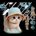 スコティッシュ猫 カラフル帽 夏 敬語
