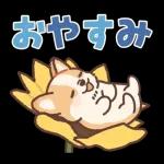 コーギーにとっての雨季と初夏