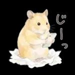 ゴールデンハムスター♡キンクマ