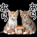 リアルな子猫ミーム（秋ハロウィン）