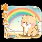 雨、梅雨、夏に使う❤️いやしばいぬ❤️柴犬