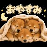 飛び出す♡雨の日わんこ
