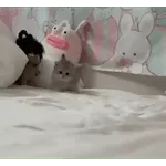 котики