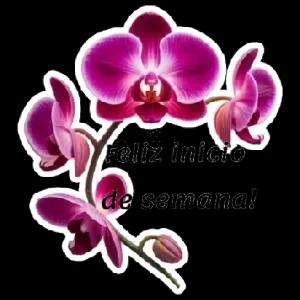 Feliz inicio de semana! - getsticker.com