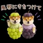 大人かわいい秋の癒し柴犬