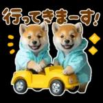 梅雨初夏♡わんこ