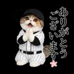 野球をする猫