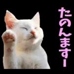 島根出雲弁☆にゃんこ