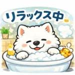超かわいいサモエド犬の日常 普段使いに！