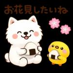 かわいいサモエド・元気いっぱいの春