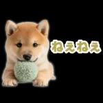 リアクションする柴犬【連絡用・日常会話】