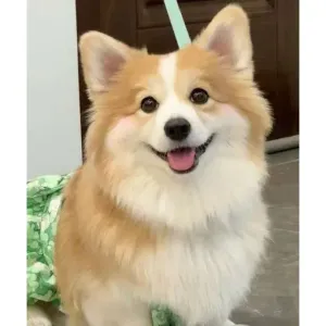 getsticker.com