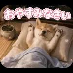 とびだす★夏 柴犬★わんこ♡犬