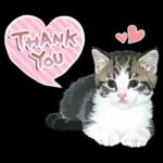 ねこちぃず♡梅雨〜初夏ver