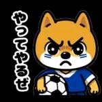 サッカー大好きな柴犬