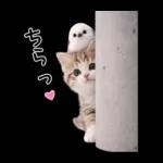 仲良し♡シマエナガと子猫ちゃん