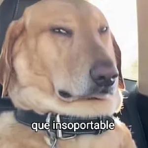 que insoportable - getsticker.com