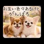 春のほんわかチワワ♡