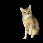 チャイさんの日常