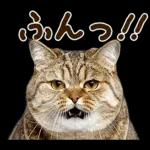 うんこ★リアルな猫