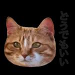 意外と使える！ネガティブなタイプの猫たち