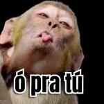 pacote6