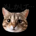 意外と使える！ネガティブなタイプの猫たち