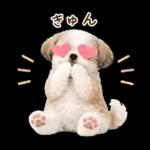 気持ち伝わる癒やしシーズー