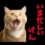 島根出雲弁☆にゃんこ