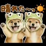 梅雨初夏♡わんこ